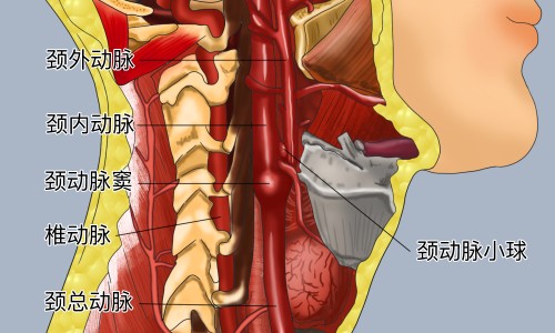 孕妇变丑鼻子变大下巴长痘网孕妇变丑鼻子变大下巴长痘怎么回事知识网站,分享怀孕后鼻孔下方长痘痘怎么调理大全
